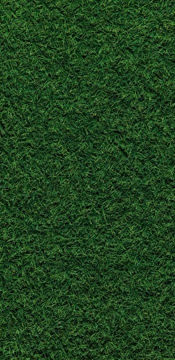 Обои 1440x2960 газон, трава, зеленый