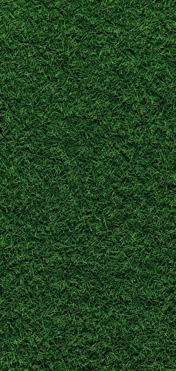 Обои 1080x2280 газон, трава, зеленый