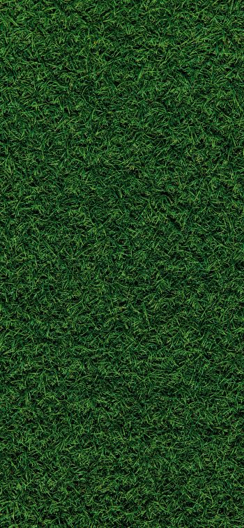 lawn, grass, green Wallpaper 1284x2778
