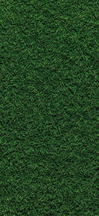 Обои 1080x2340 газон, трава, зеленый