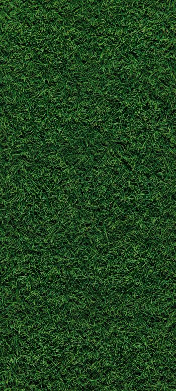 Обои 1440x3200 газон, трава, зеленый