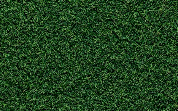 lawn, grass, green Wallpaper 1920x1200