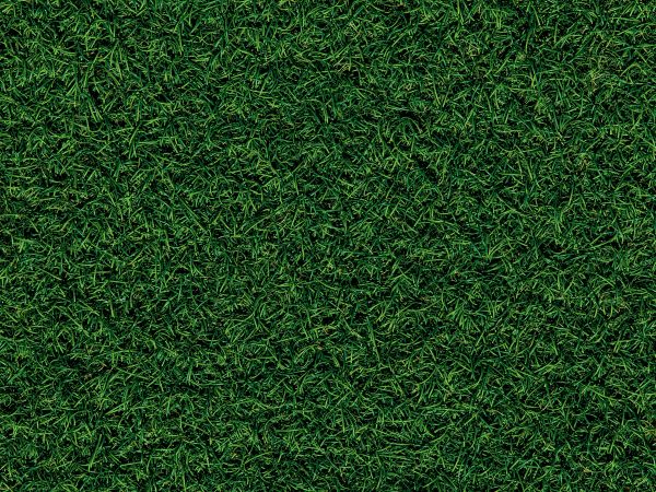 lawn, grass, green Wallpaper 1024x768