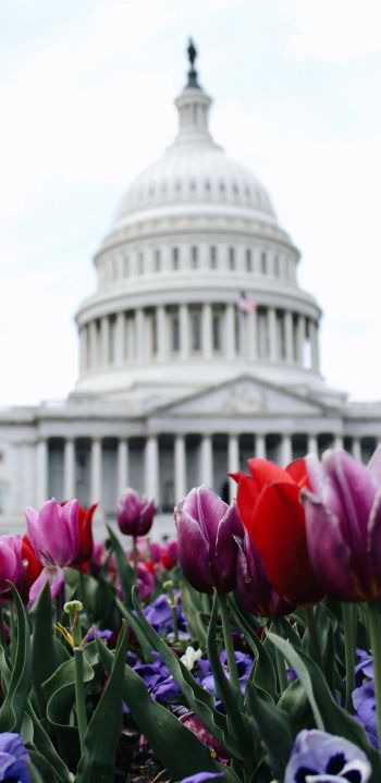 tulips, Capitol Wallpaper 1080x2220