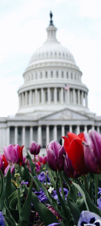 tulips, Capitol Wallpaper 1080x2400