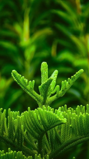 green Wallpaper 640x1136