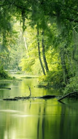 green, swamp, landscape Wallpaper 720x1280