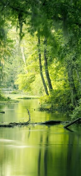 green, swamp, landscape Wallpaper 1080x2340