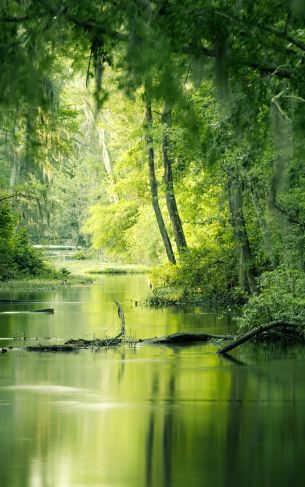 green, swamp, landscape Wallpaper 1752x2800