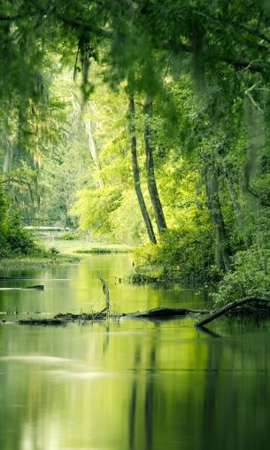 green, swamp, landscape Wallpaper 1200x2000