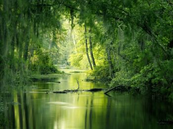 green, swamp, landscape Wallpaper 1024x768