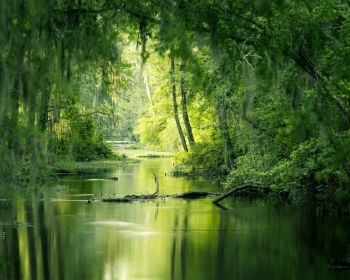green, swamp, landscape Wallpaper 1280x1024