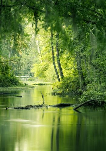 green, swamp, landscape Wallpaper 1668x2388