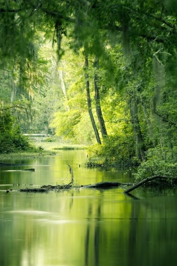 green, swamp, landscape Wallpaper 640x960
