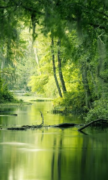 green, swamp, landscape Wallpaper 1200x2000