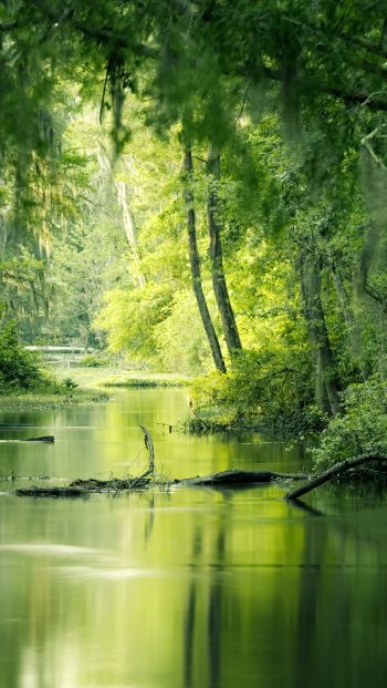 green, swamp, landscape Wallpaper 640x1136