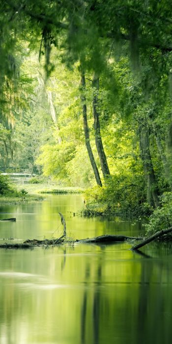 green, swamp, landscape Wallpaper 720x1440