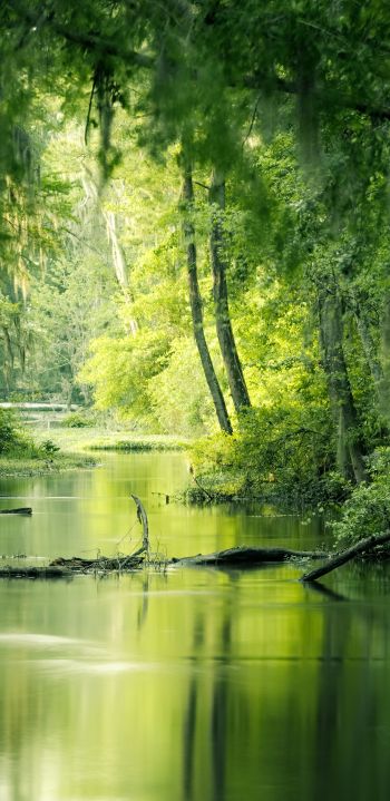 green, swamp, landscape Wallpaper 1080x2220