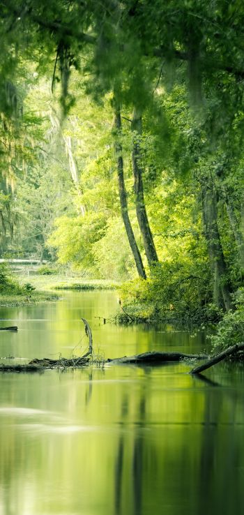 green, swamp, landscape Wallpaper 720x1520