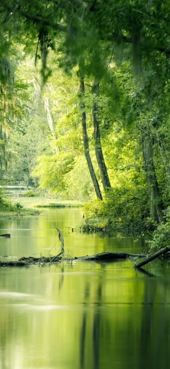 green, swamp, landscape Wallpaper 1170x2532