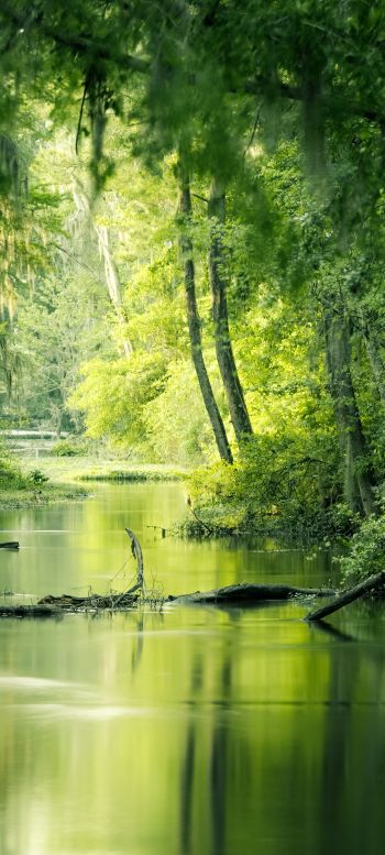 green, swamp, landscape Wallpaper 1080x2400
