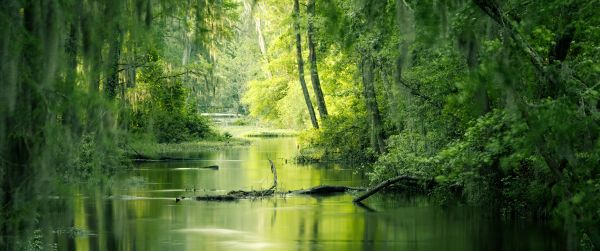 green, swamp, landscape Wallpaper 3440x1440