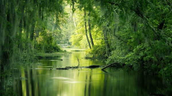 green, swamp, landscape Wallpaper 2560x1440