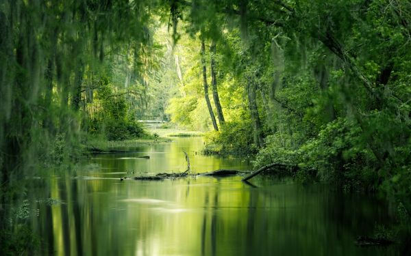 green, swamp, landscape Wallpaper 1920x1200