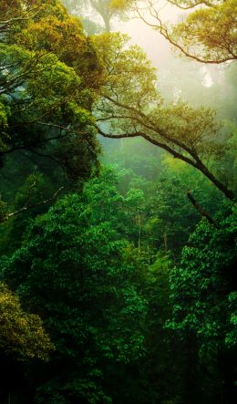 forest, trees, green Wallpaper 600x1024