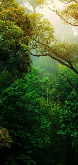 forest, trees, green Wallpaper 1080x2280