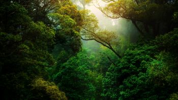 forest, trees, green Wallpaper 1280x720