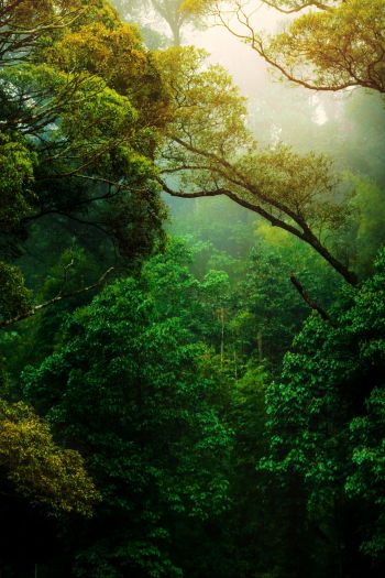 forest, trees, green Wallpaper 640x960