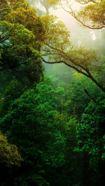 forest, trees, green Wallpaper 640x1136