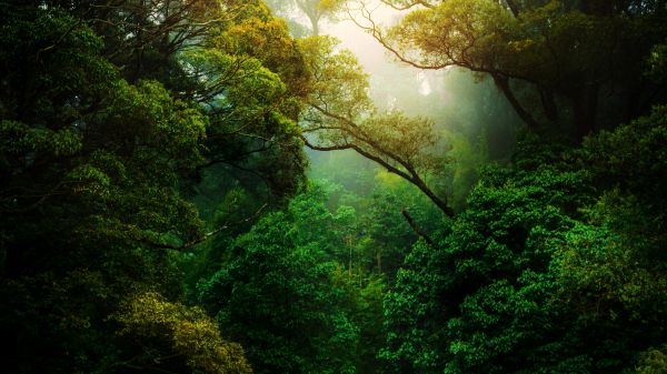 forest, trees, green Wallpaper 1600x900