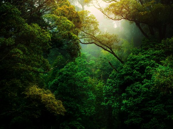 forest, trees, green Wallpaper 800x600