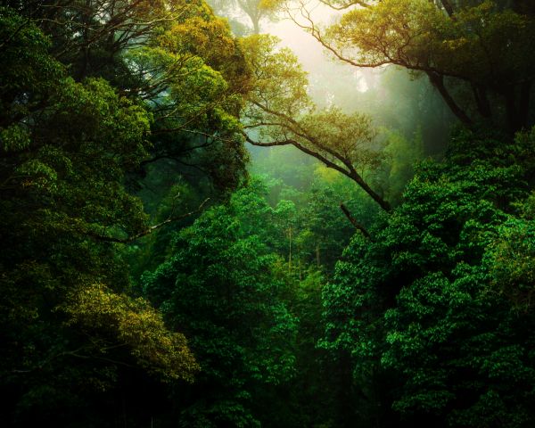 forest, trees, green Wallpaper 1280x1024