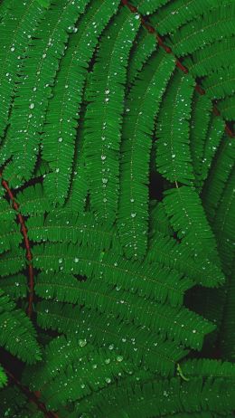 fern, drops, dew Wallpaper 1440x2560