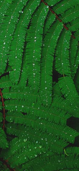fern, drops, dew Wallpaper 1080x2340
