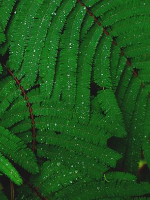 fern, drops, dew Wallpaper 1536x2048