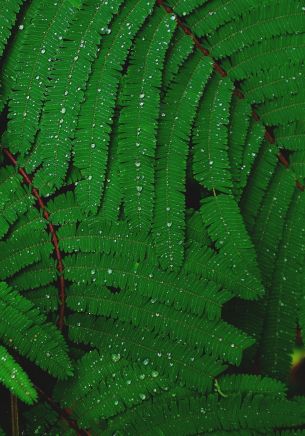 fern, drops, dew Wallpaper 1668x2388