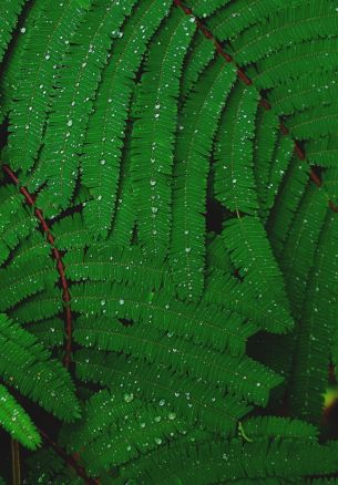 fern, drops, dew Wallpaper 1640x2360