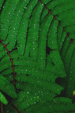 fern, drops, dew Wallpaper 640x960