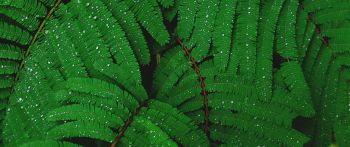 fern, drops, dew Wallpaper 2560x1080