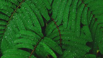 fern, drops, dew Wallpaper 1366x768