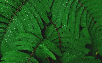 fern, drops, dew Wallpaper 2560x1600