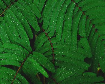 fern, drops, dew Wallpaper 1280x1024