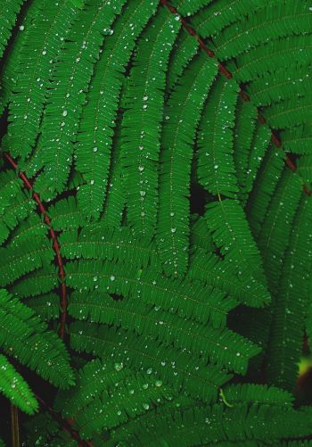 fern, drops, dew Wallpaper 1668x2388