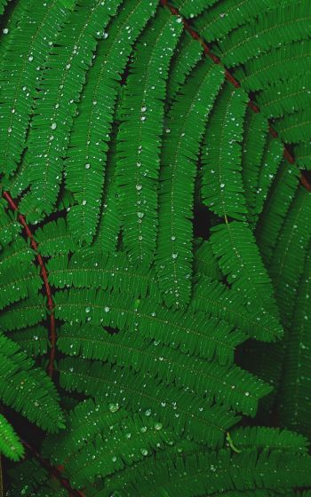 fern, drops, dew Wallpaper 800x1280