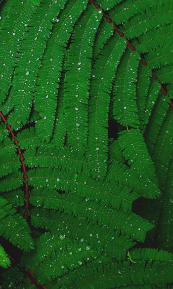 fern, drops, dew Wallpaper 1200x2000