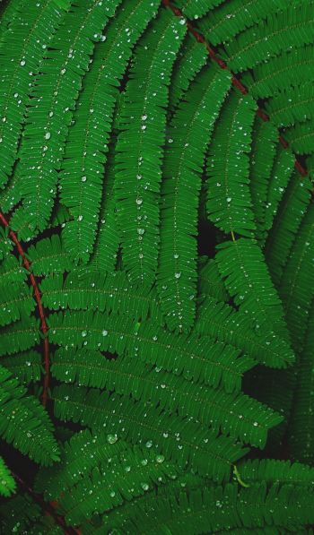 fern, drops, dew Wallpaper 600x1024